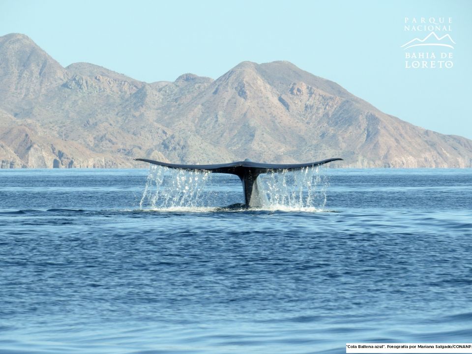 ballena azul loreto