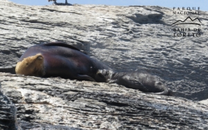 parque nacional bahía de loreto lobo marino